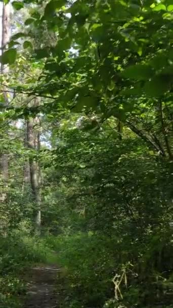Video verticale di bella foresta verde di giorno — Video Stock