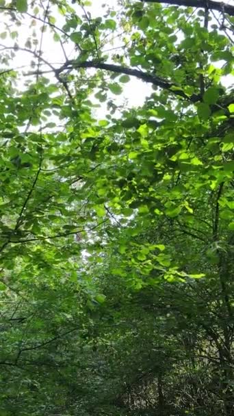 Pionowe wideo z pięknym zielonym lasem w dzień — Wideo stockowe