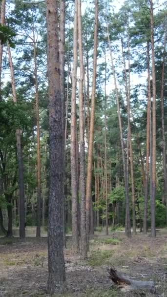 Vídeo vertical de bela floresta verde durante o dia — Vídeo de Stock