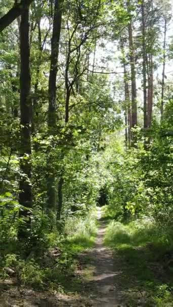 Vídeo vertical de hermoso bosque verde durante el día — Vídeo de stock