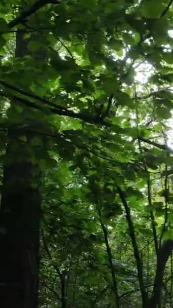 Video verticale di bella foresta verde di giorno — Video Stock