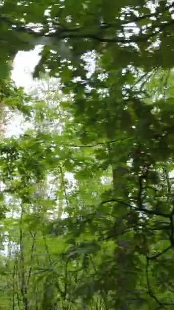 Video verticale di bella foresta verde di giorno — Video Stock