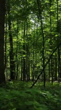 Gündüzleri güzel yeşil ormanın dikey videosu