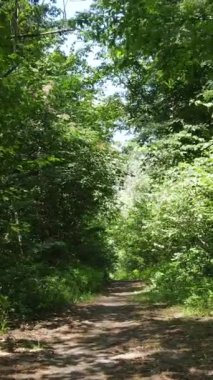 Gündüzleri güzel yeşil ormanın dikey videosu