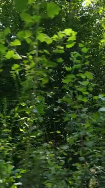 日中美しい緑の森の垂直ビデオ — ストック動画