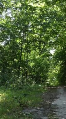 Gündüzleri güzel yeşil ormanın dikey videosu