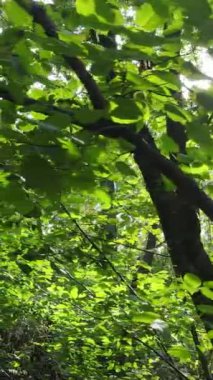 Gündüzleri güzel yeşil ormanın dikey videosu