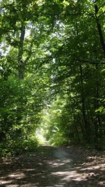 Gündüzleri güzel yeşil ormanın dikey videosu