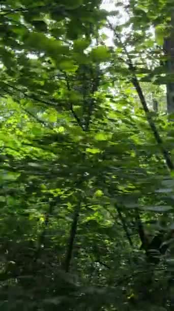 Vertical video of beautiful green forest by day — Stock Video