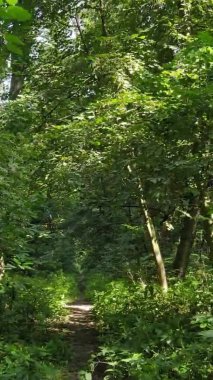 Gündüz yeşil ormanın dikey videosu