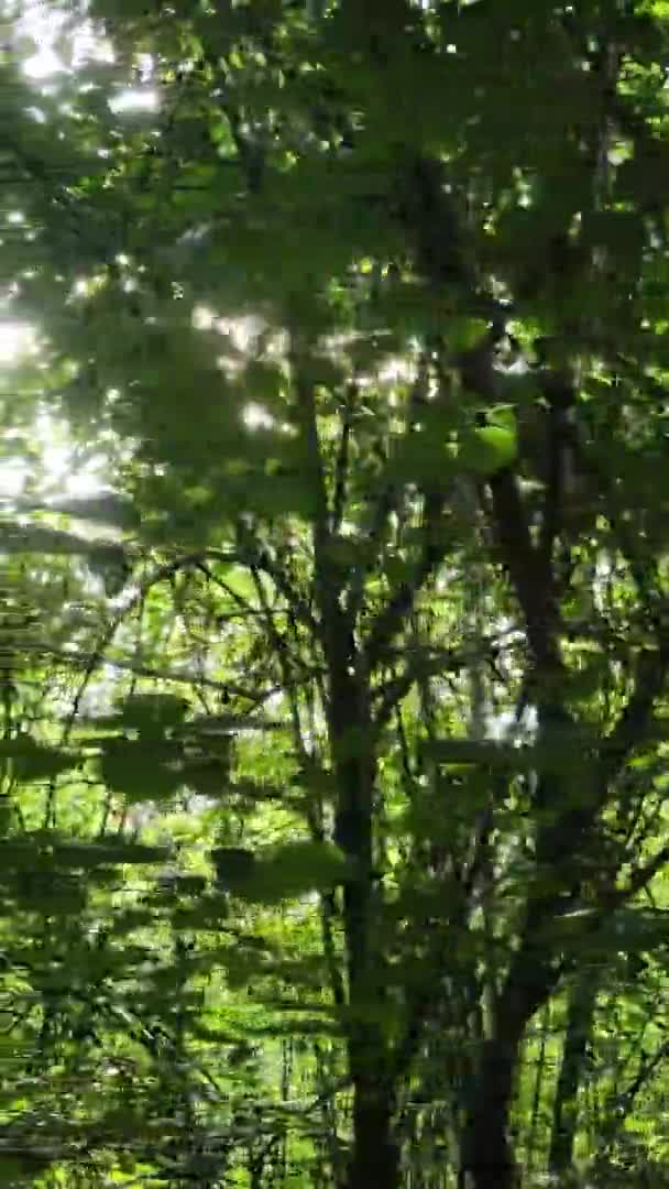 Vertikal video av grön skog på dagen — Stockvideo