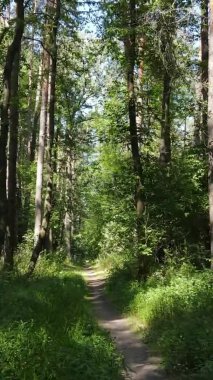 Gündüz yeşil ormanın dikey videosu