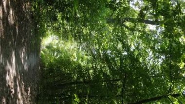 Gündüz yeşil ormanın dikey videosu