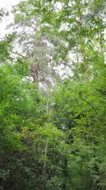 Gündüz yeşil ormanın dikey videosu