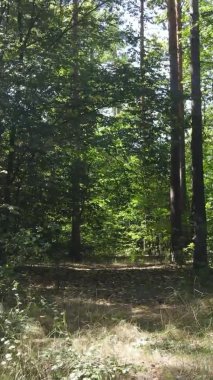 Gündüz yeşil ormanın dikey videosu