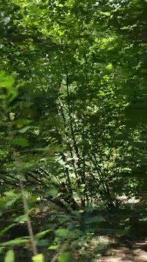 Gündüz yeşil ormanın dikey videosu