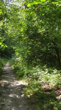 Gündüz yeşil ormanın dikey videosu