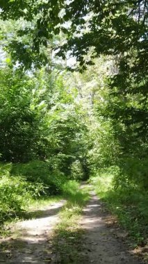 Gündüz yeşil ormanın dikey videosu