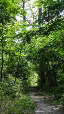 Gündüz yeşil ormanın dikey videosu