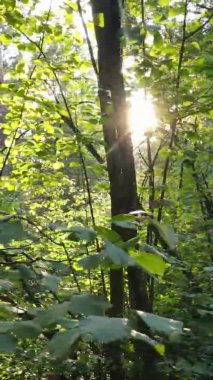 Gündüz yeşil ormanın dikey videosu