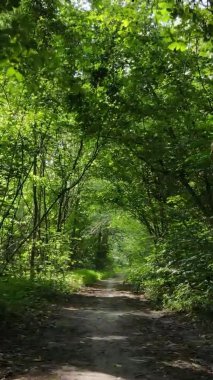 Gündüz yeşil ormanın dikey videosu