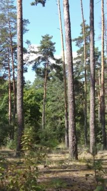 Gündüz yeşil ormanın dikey videosu