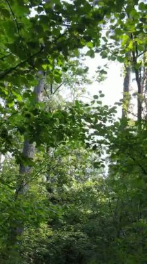 Gündüz yeşil ormanın dikey videosu