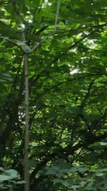 Gündüz yeşil ormanın dikey videosu