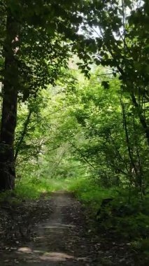 Gündüz yeşil ormanın dikey videosu