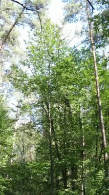 Gündüz yeşil ormanın dikey videosu