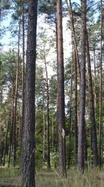 Gündüz yeşil ormanın dikey videosu