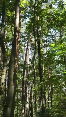 Gündüz yeşil ormanın dikey videosu