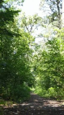 Gündüz yeşil ormanın dikey videosu