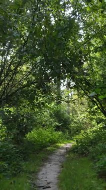 Gündüz yeşil ormanın dikey videosu