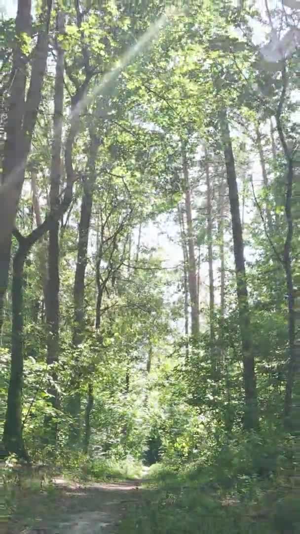 Video verticale della foresta verde di giorno — Video Stock