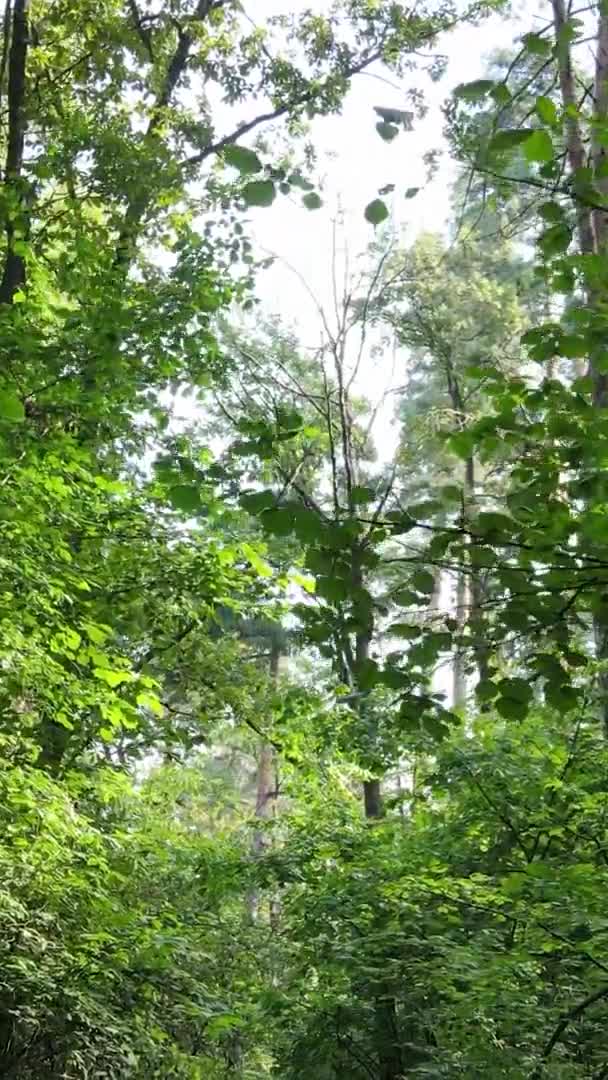 Vertikal video av grön skog på dagen — Stockvideo