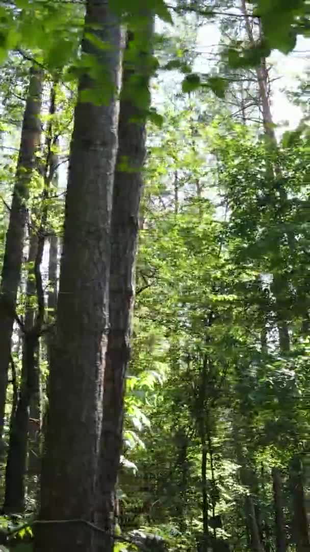 Κάθετη βίντεο του πράσινου δάσους την ημέρα — Αρχείο Βίντεο