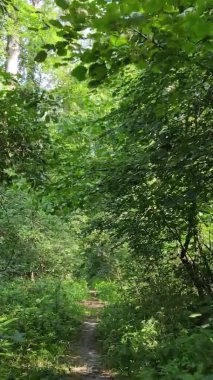 Gündüz yeşil ormanın dikey videosu