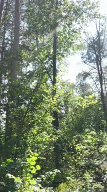 Gündüz yeşil ormanın dikey videosu