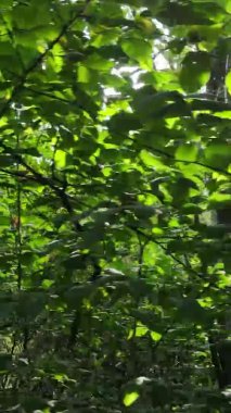 Gündüz yeşil ormanın dikey videosu