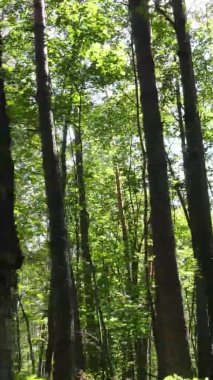 Gündüz yeşil ormanın dikey videosu