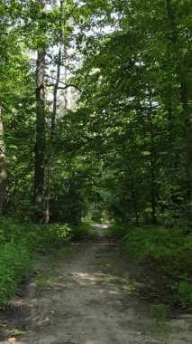 Gündüz yeşil ormanın dikey videosu