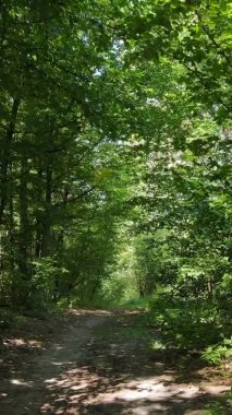 Gündüz yeşil ormanın dikey videosu