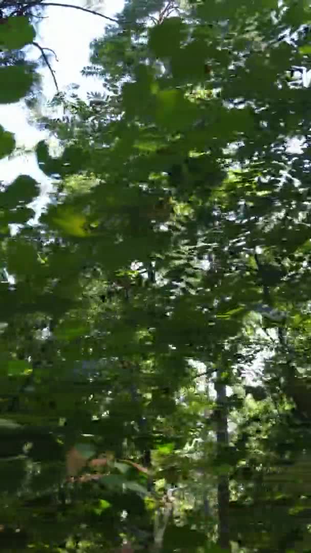 낮 에는 녹색 숲의 수직 영상 — 비디오
