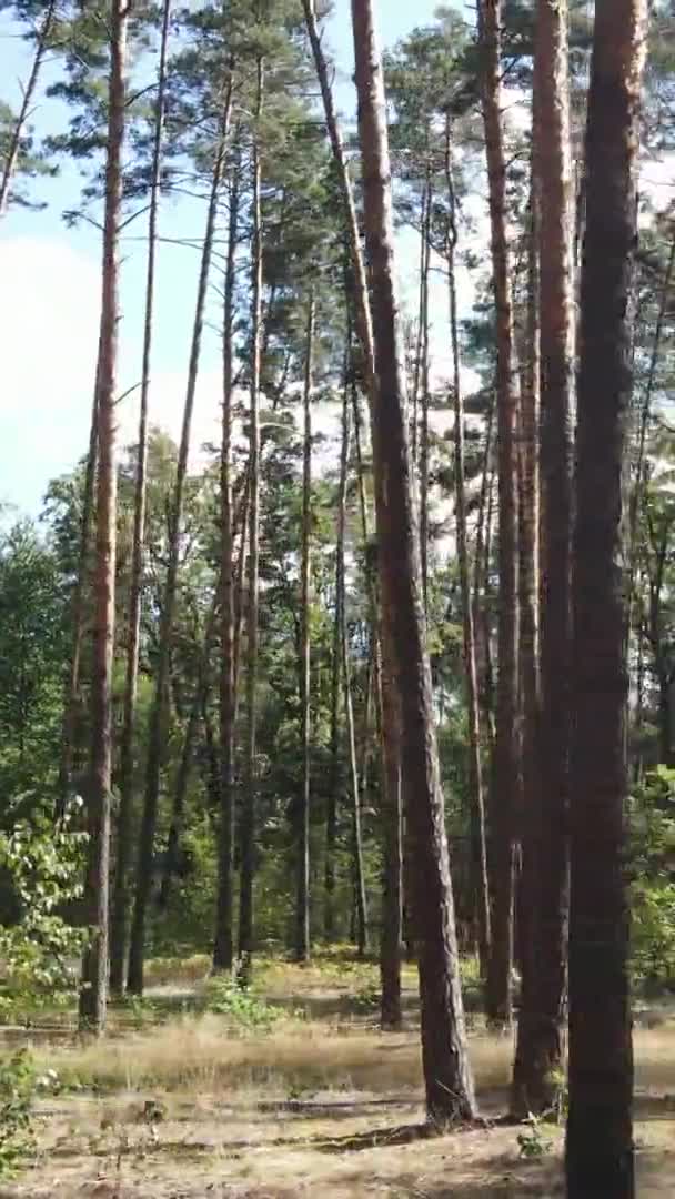 Vertikal video av grön skog på dagen — Stockvideo