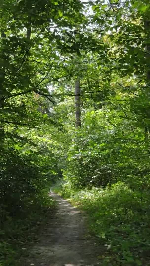 Vídeo vertical del bosque verde durante el día — Vídeos de Stock