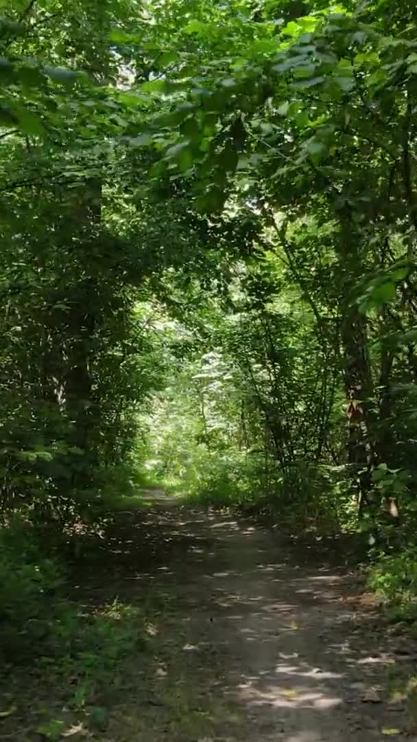 Вертикальне відео про зелений ліс за день — стокове відео