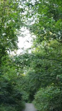 Gündüz yeşil ormanın dikey videosu