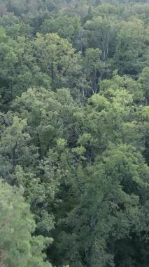 Gündüz yeşil ormanın dikey videosu