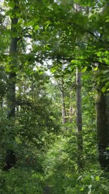 Gündüz yeşil ormanın dikey videosu